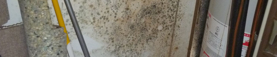 Mold Removal